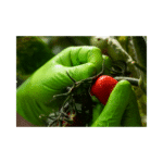 MERCATOR gogrip (green) Nitril kesztyű 50db/doboz-kertészkedéshez